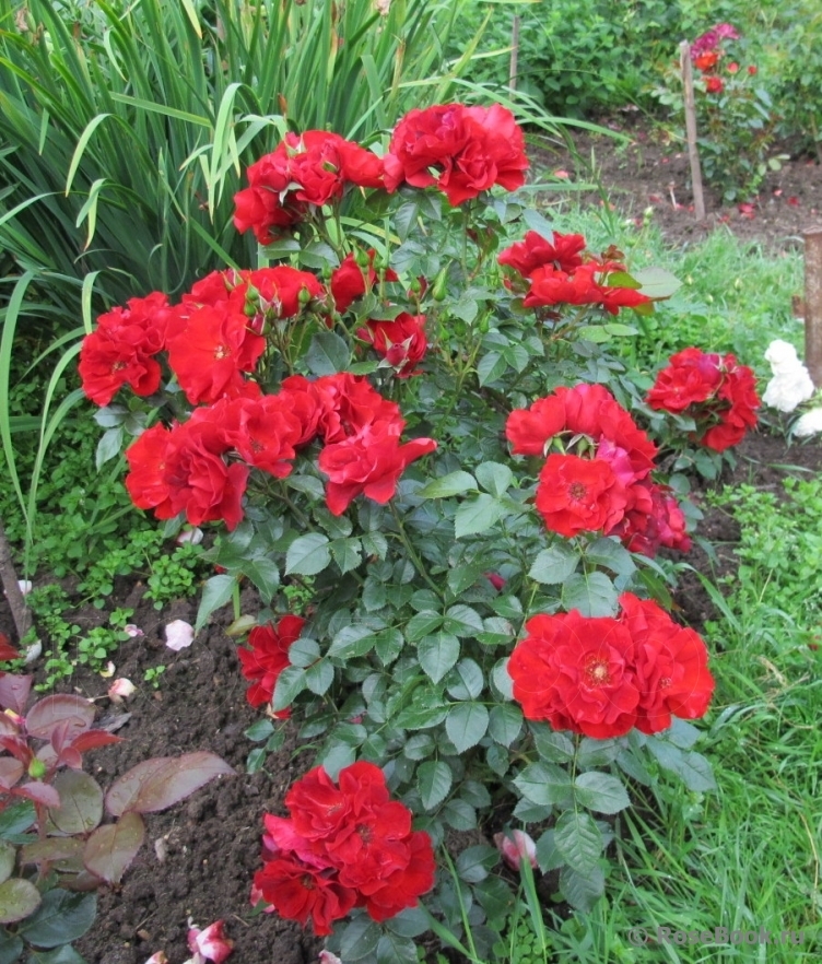 Роза Паприка 5