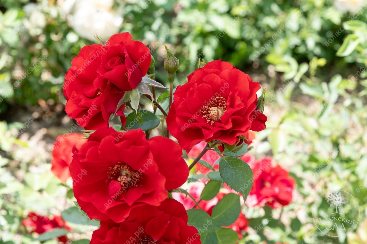 Роза Паприка 6