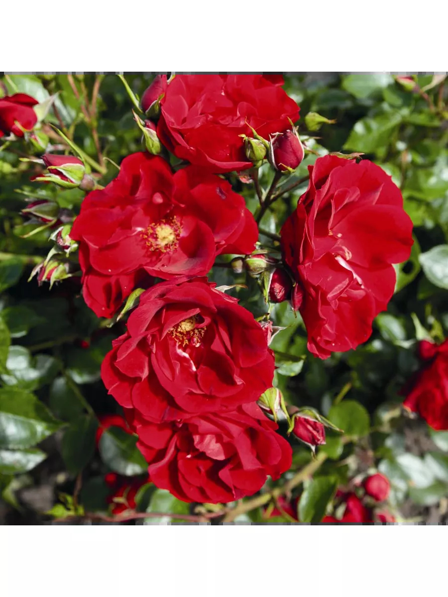 Роза Паприка 3