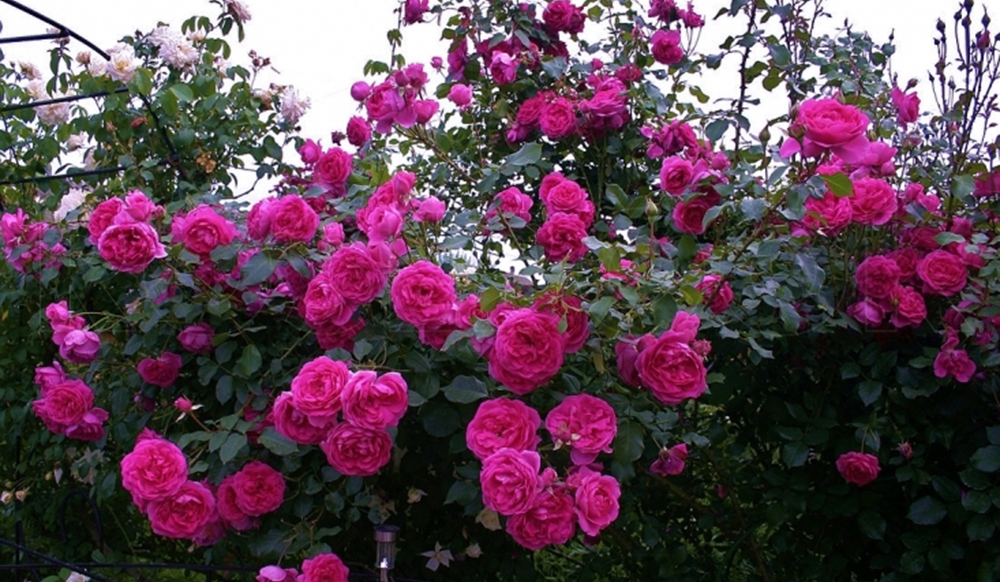 Роза Парад 3