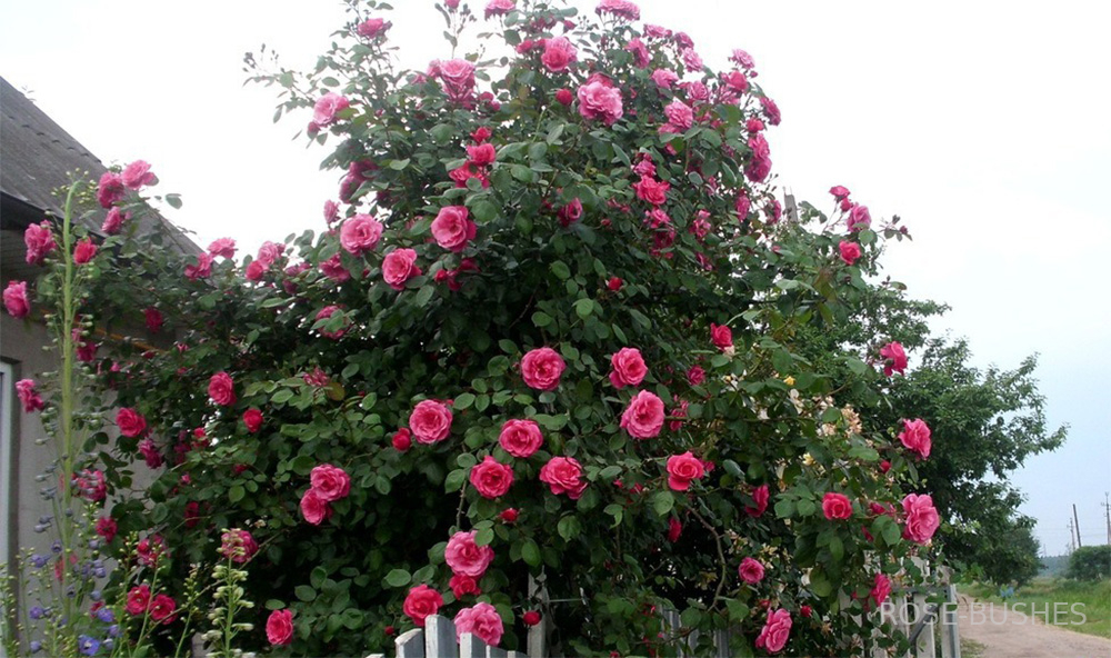 Роза Парад 4