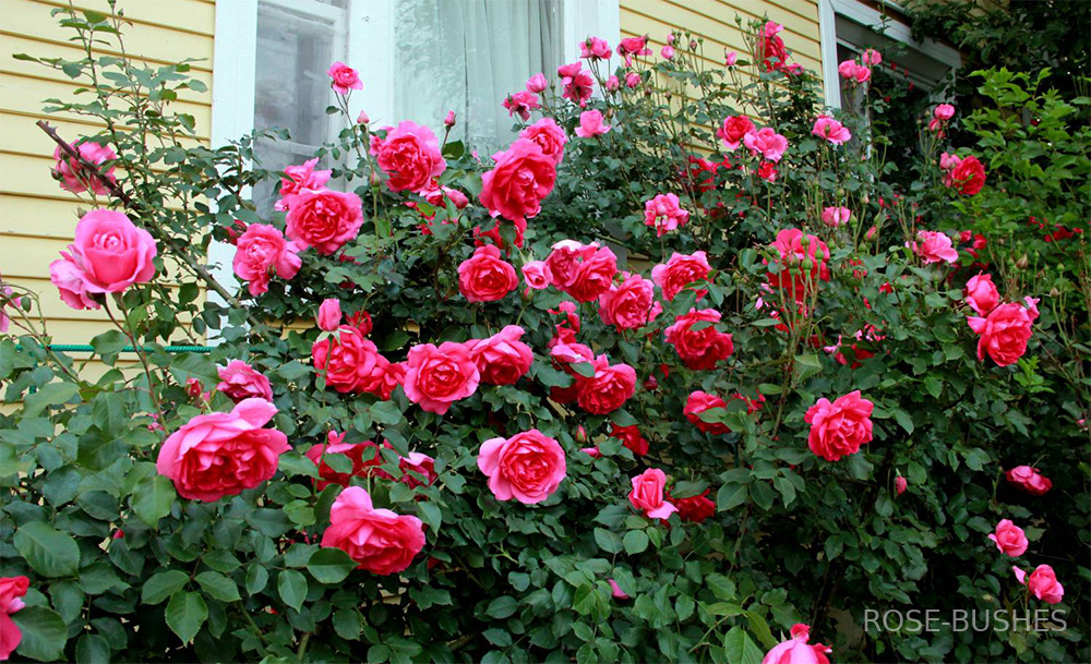 Роза Парад 6