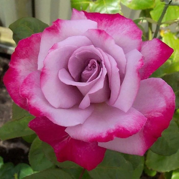 Роза Парадиз 4