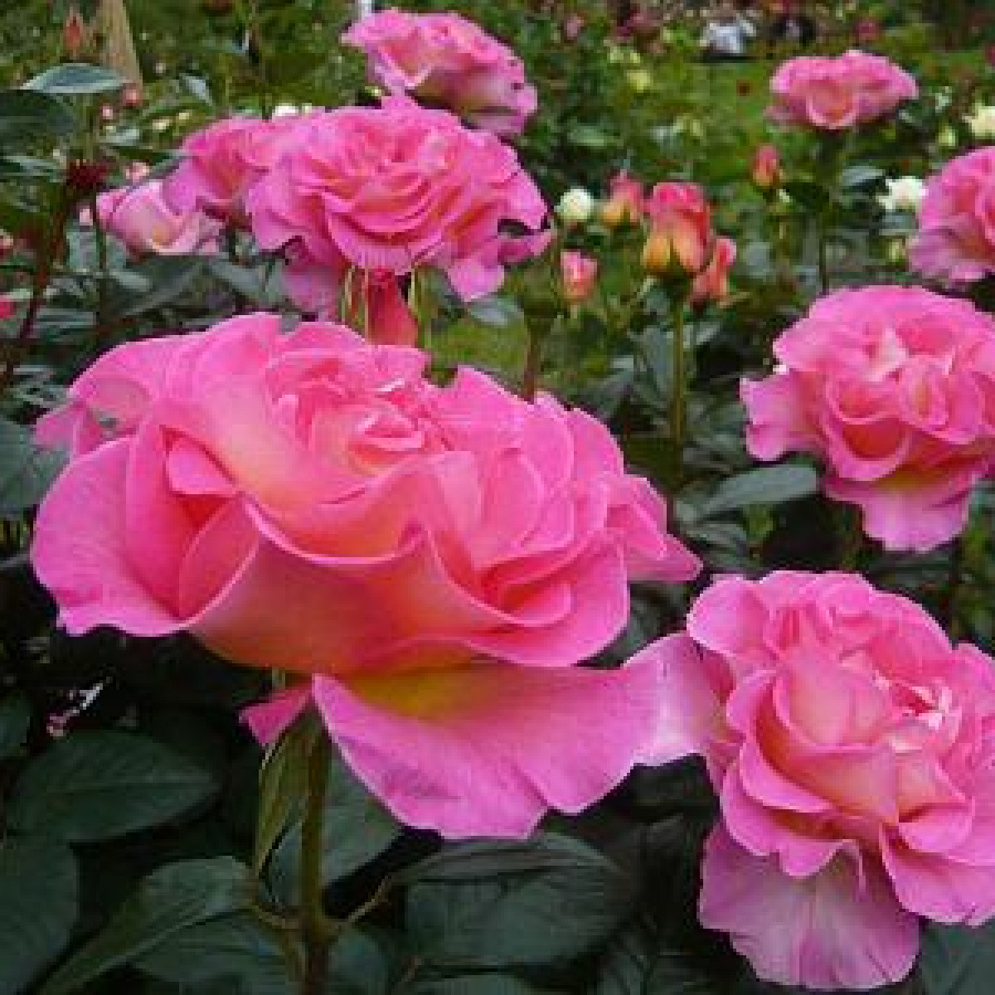 Роза Парадиз 6