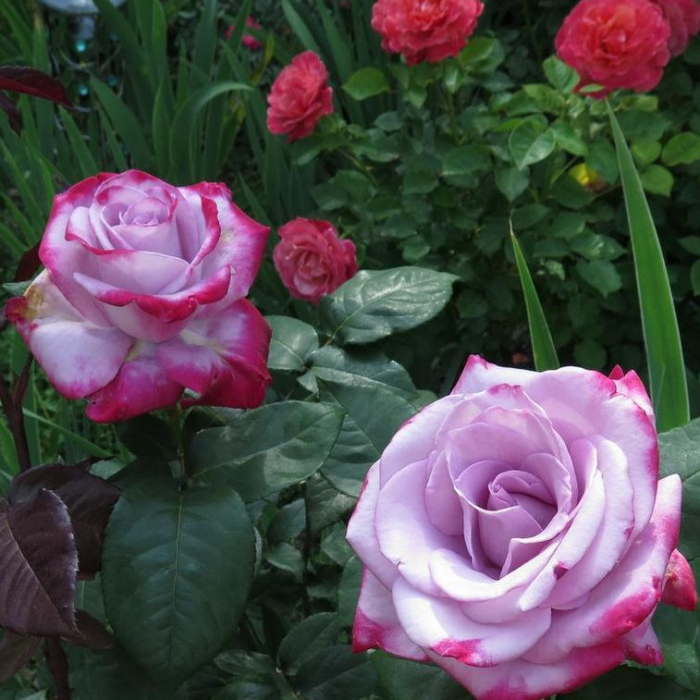 Роза Парадиз 7