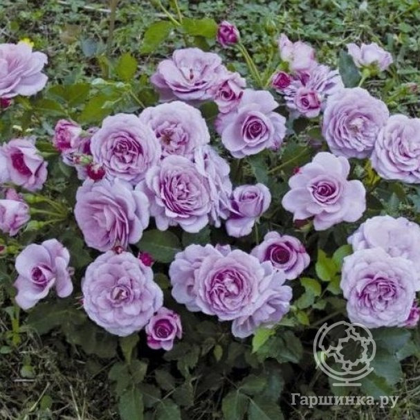 Роза Парблю 2