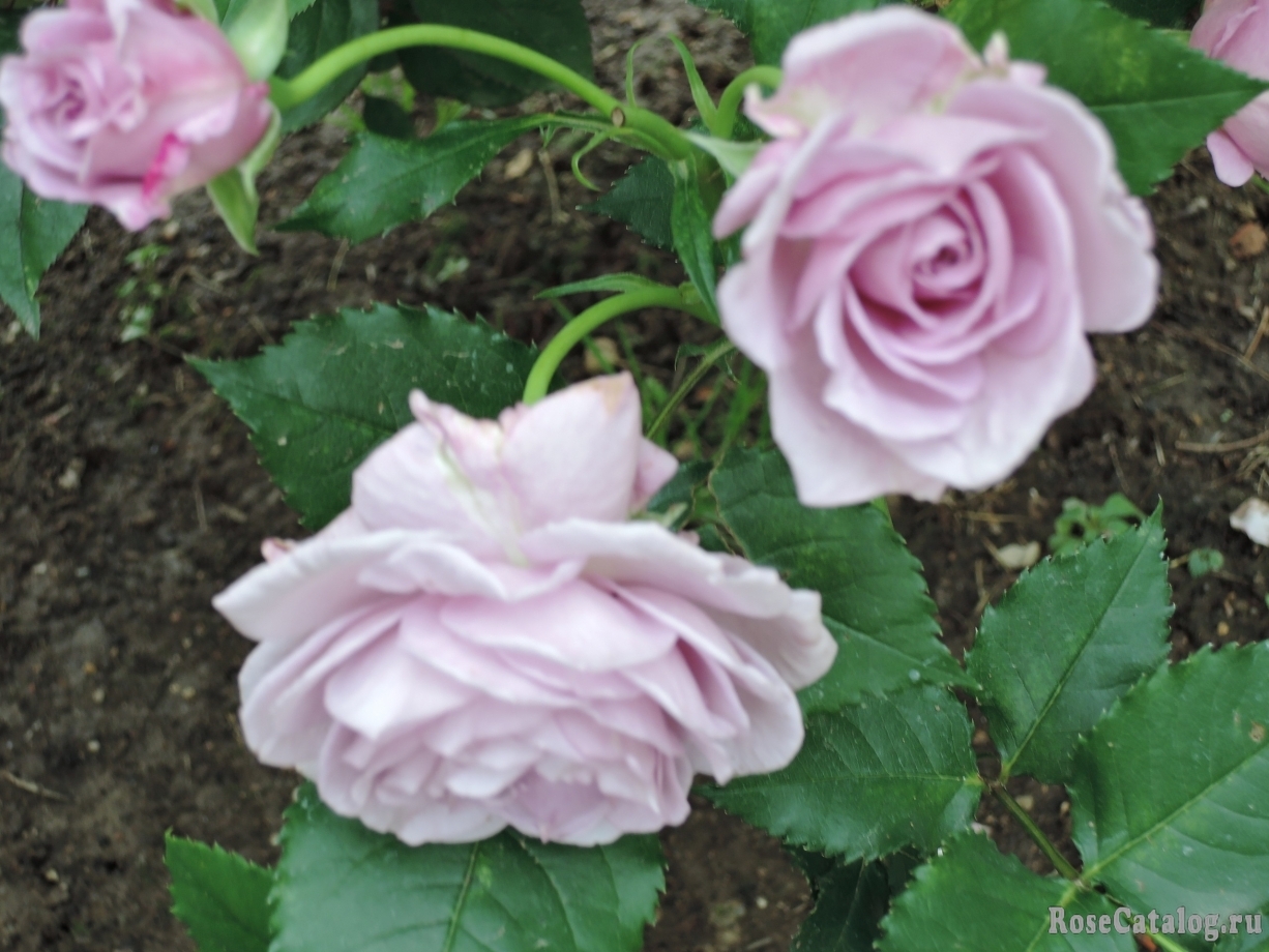 Роза Парблю 3