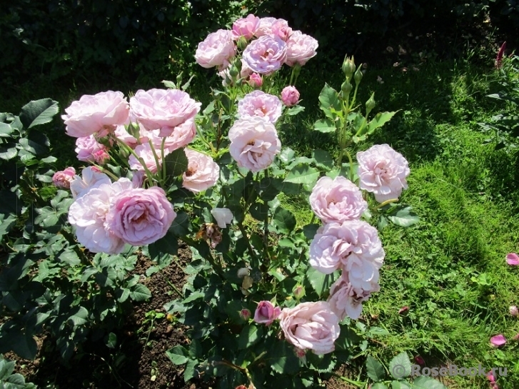 Роза Парблю 4