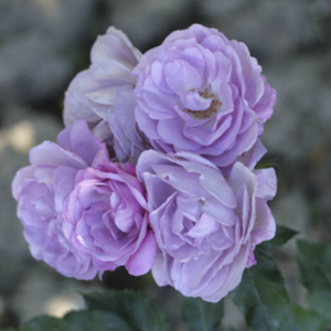 Роза Парблю