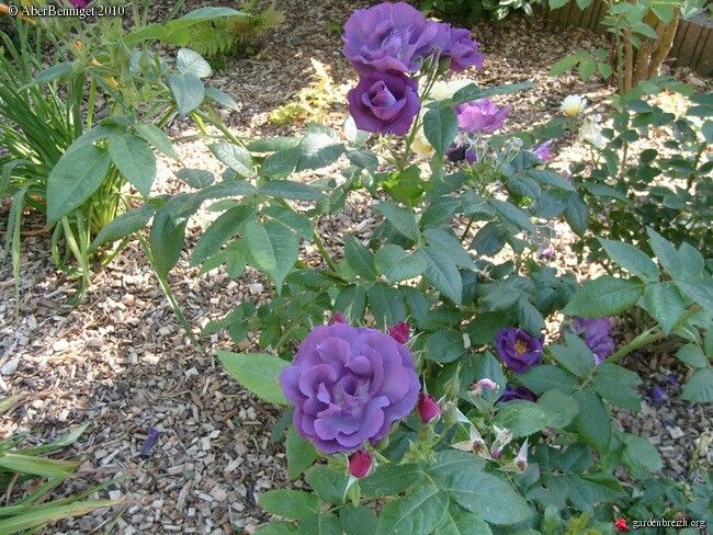 Роза Парблю 5