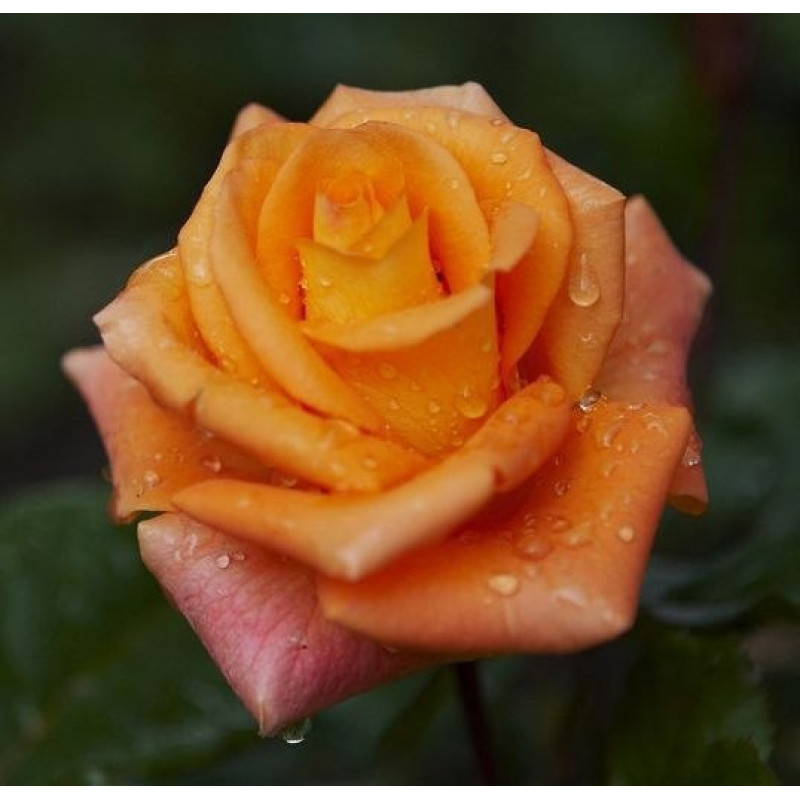 Роза Парео 2