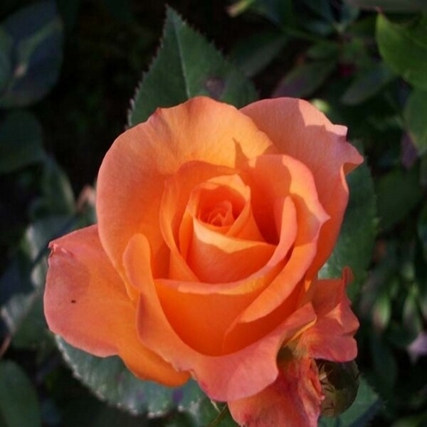 Роза Парео 3