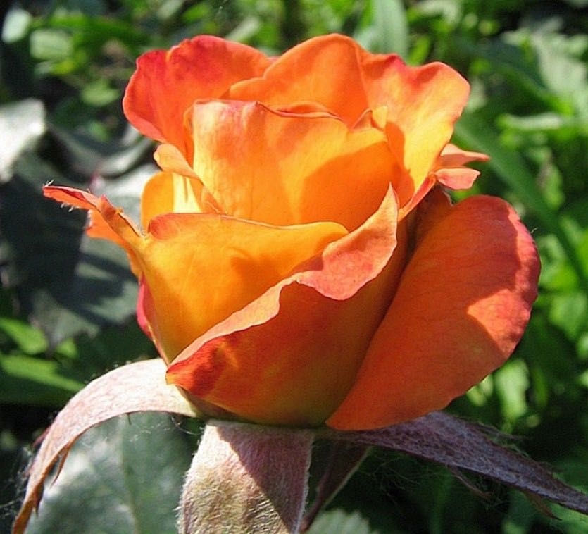 Роза Парео 4