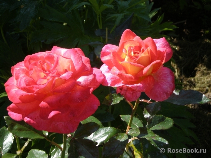 Роза Парфюм де Грасс 2