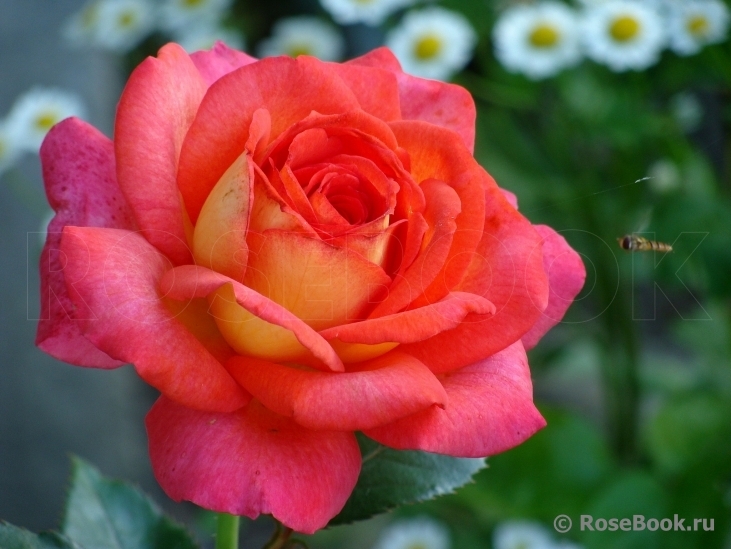 Роза Парфюм де Грасс 3