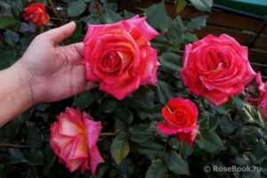 Роза Парфюм де Грасс