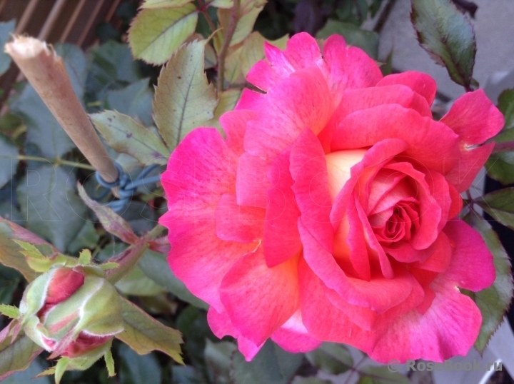 Роза Парфюм де Грасс 5