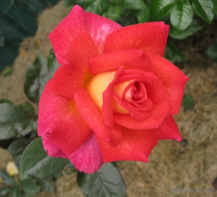 Роза Парфюм де Грасс 6