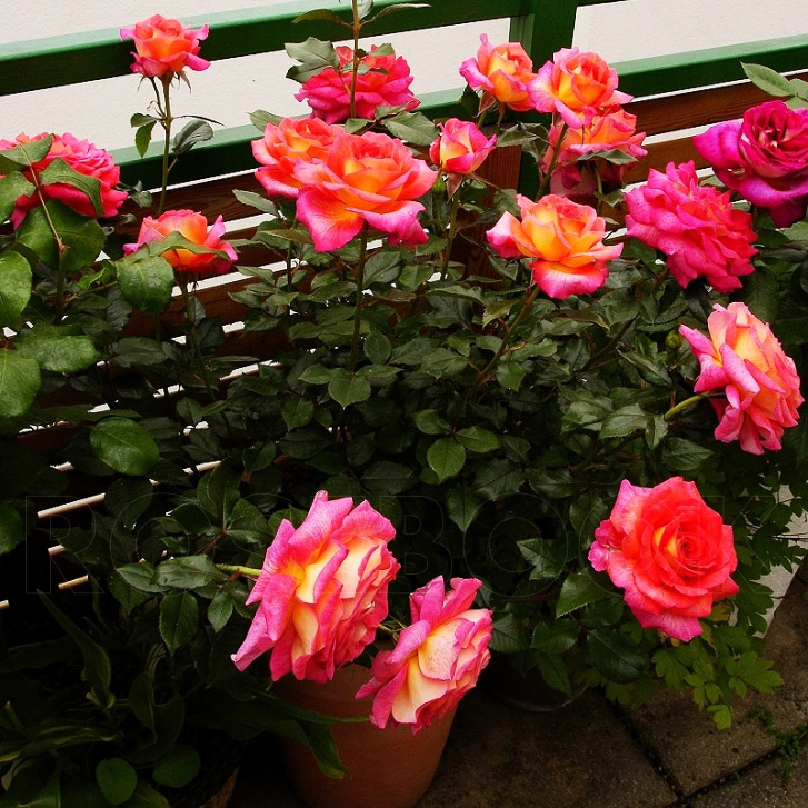 Роза Парфюм де Грасс 7