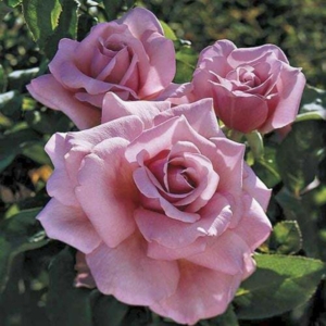 Роза Парфюм де Либерти