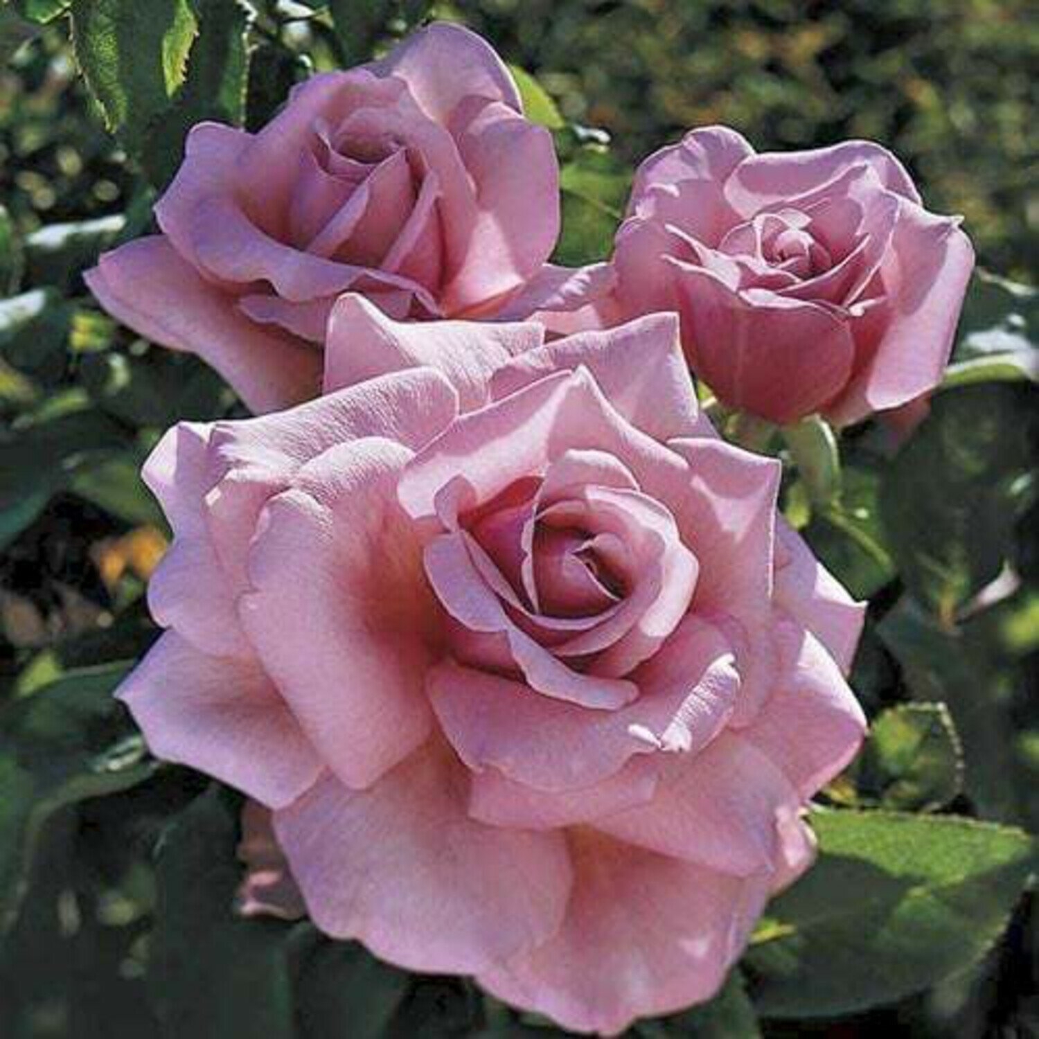 Роза Парфюм де Либерти