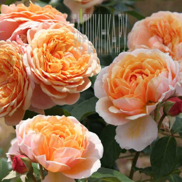 Роза Парфюм де Орлеан 2