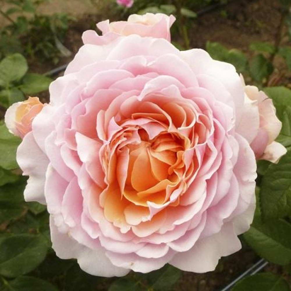 Роза Парфюм де Орлеан 3