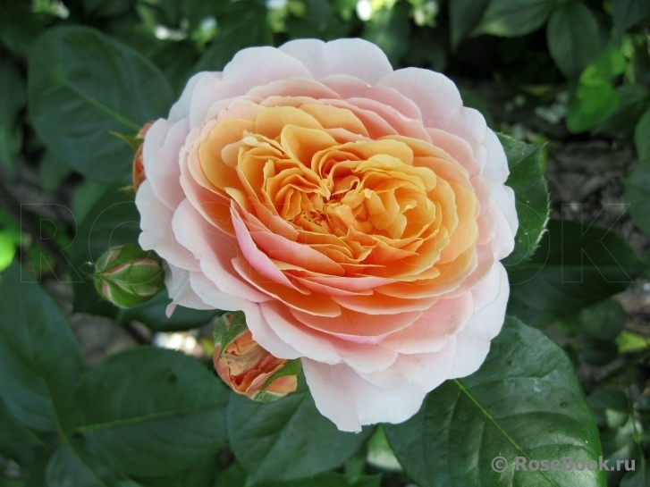 Роза Парфюм де Орлеан 4