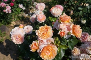 Роза Парфюм де Орлеан