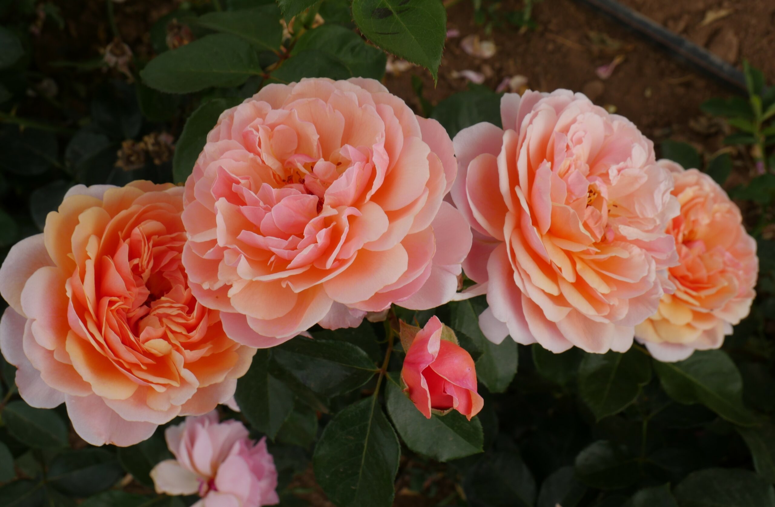 Роза Парфюм де Орлеан 6