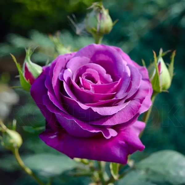 Роза Парфюм де Рев 2