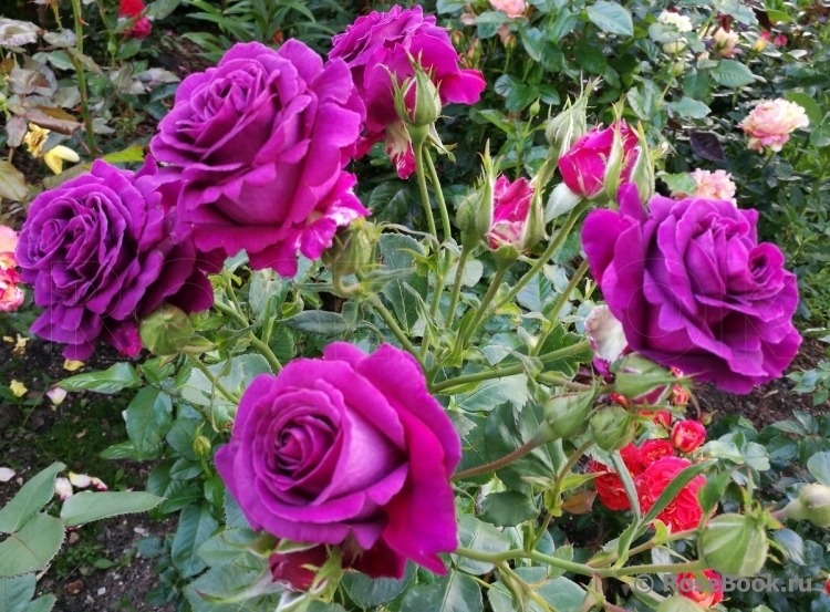 Роза Парфюм де Рев 3