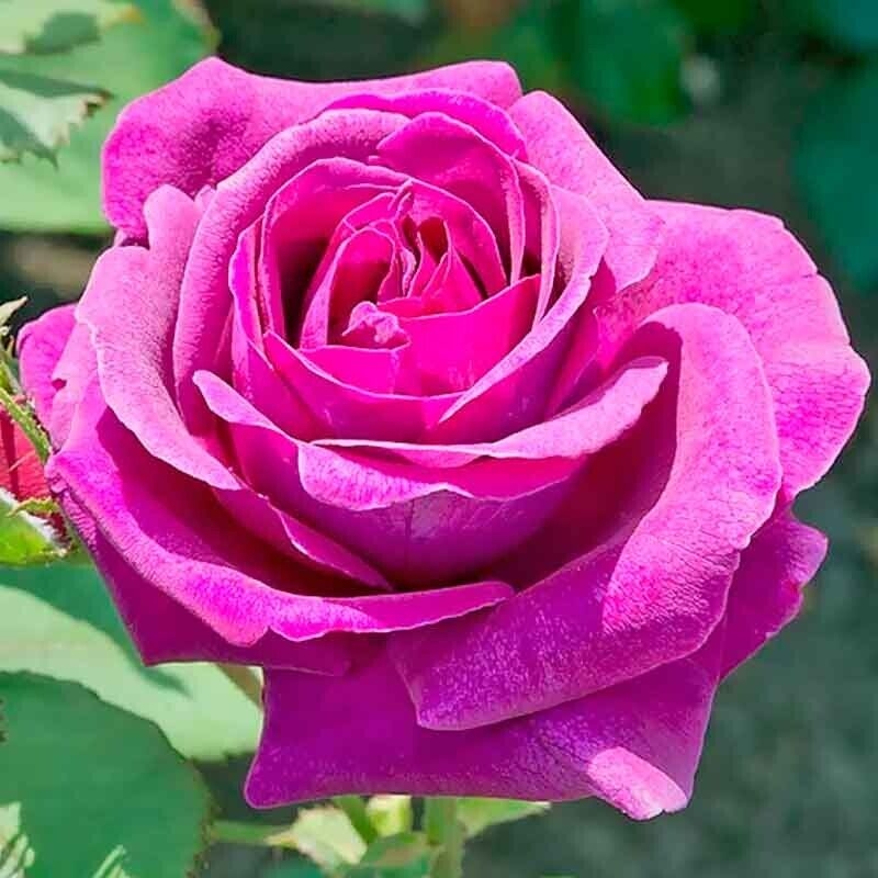 Роза Парфюм де Рев 4