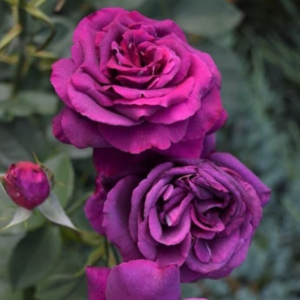 Роза Парфюм де Рев