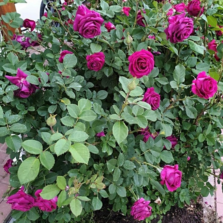 Роза Парфюм де Рев 6