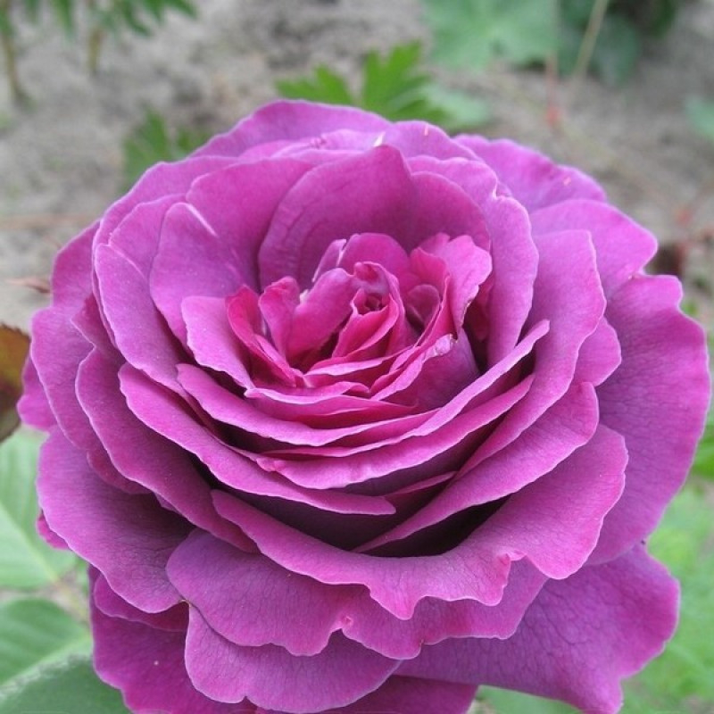 Роза Парфюм де Рев 7