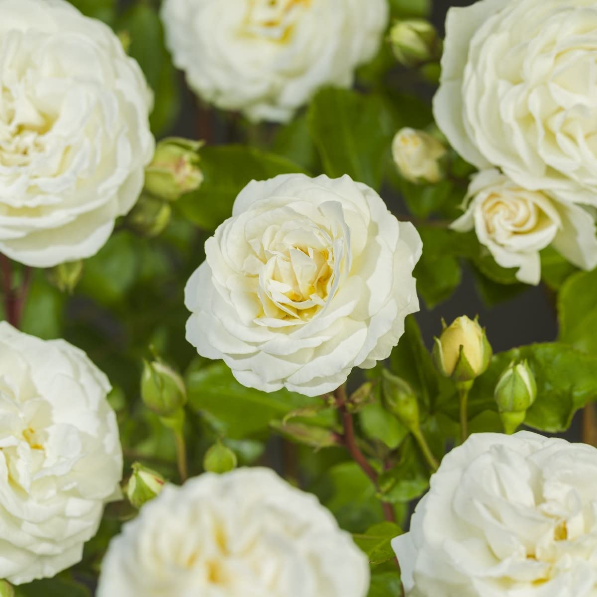 Роза Парфюм Дримс 2