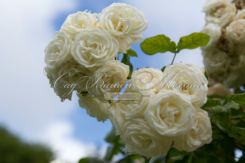 Роза Парфюм Дримс