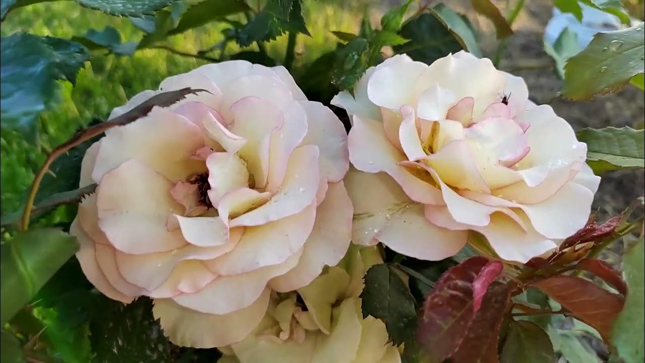 Роза Парфюм Киссес 2