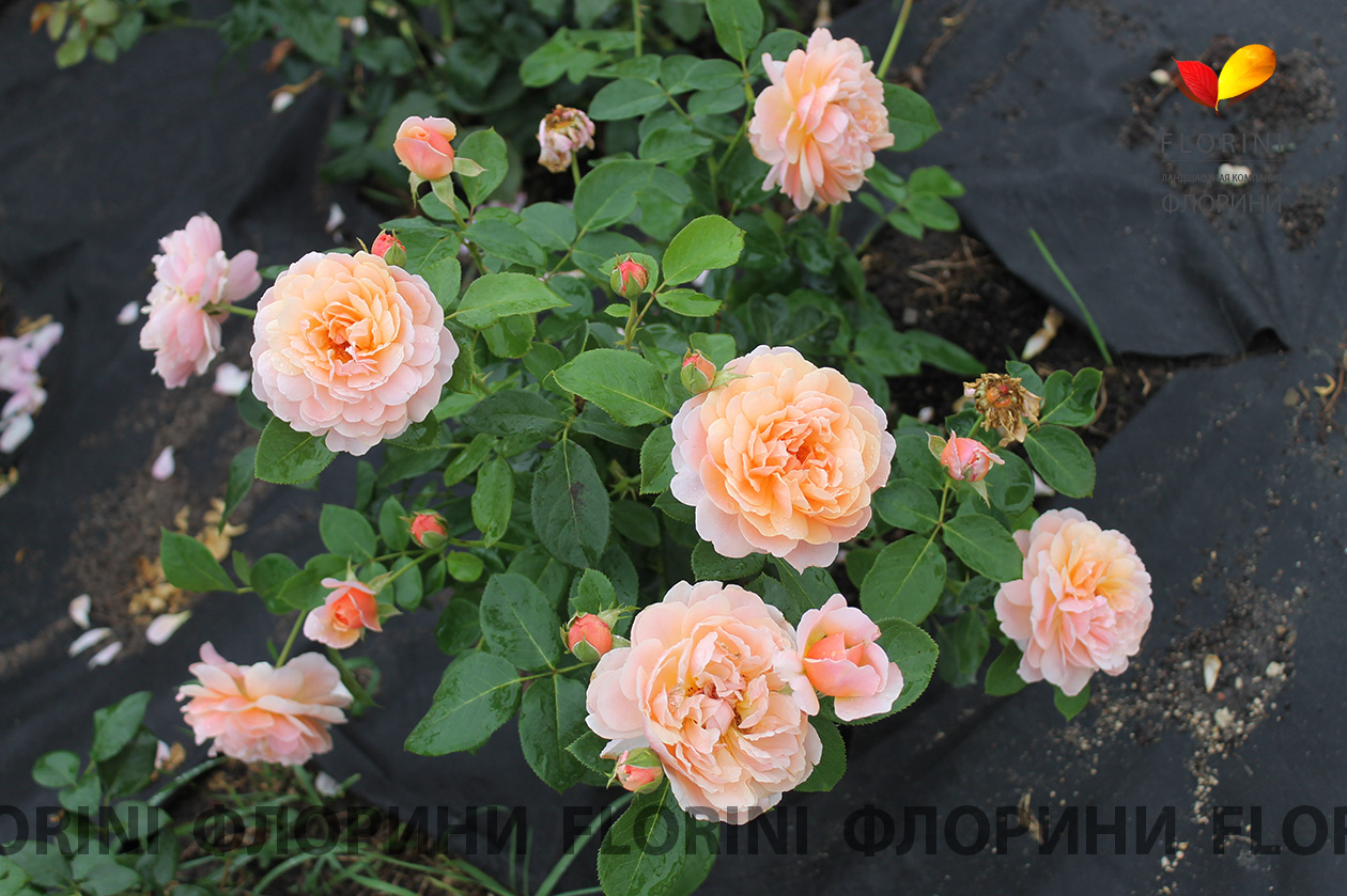 Роза Парфюм Киссес 4