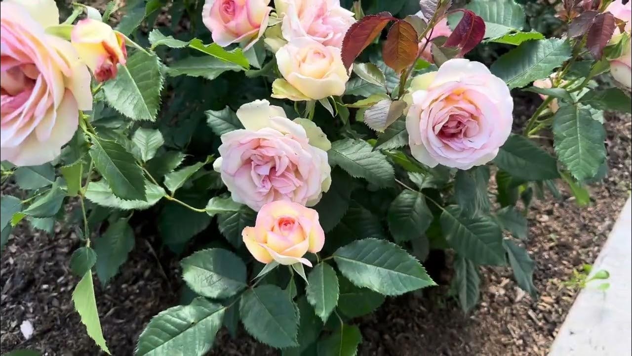 Роза Парфюм Киссес 5