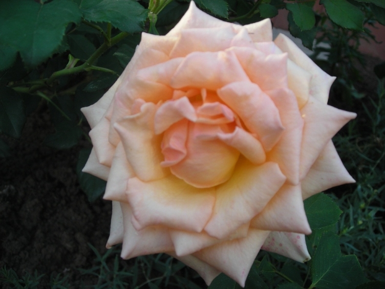 Роза Парфюм Киссес 6