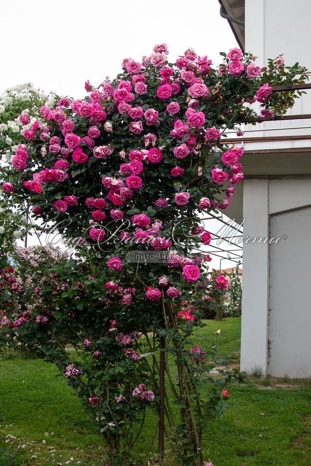 Роза Парфюм Роял 2