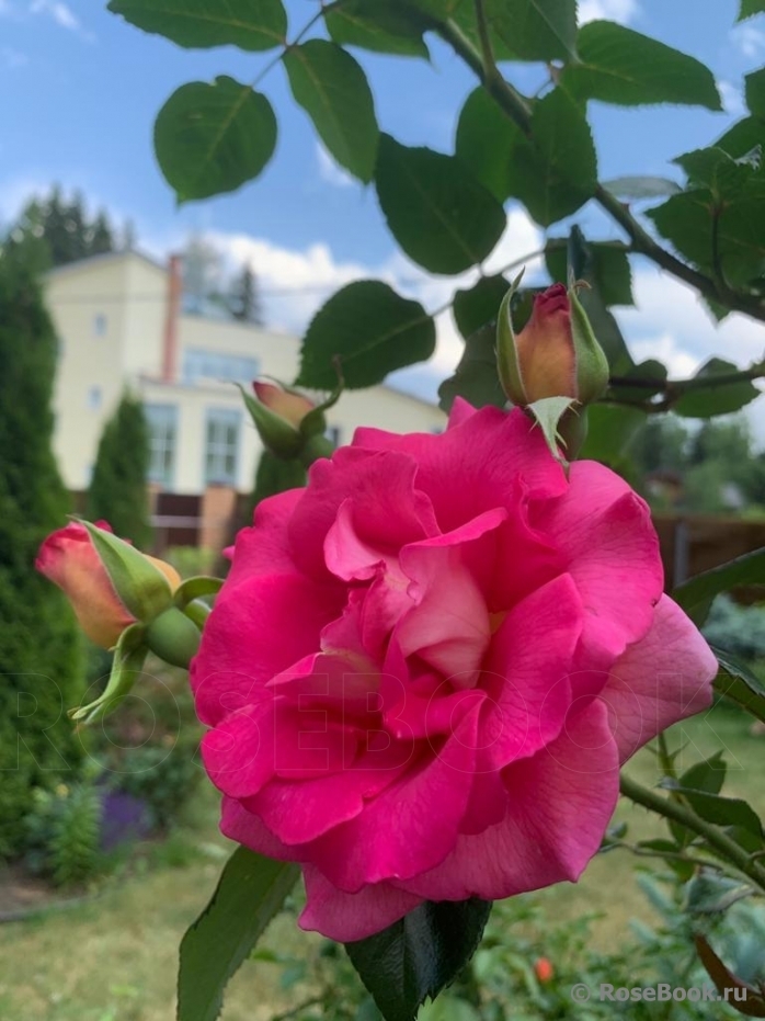 Роза Парфюм Роял 6