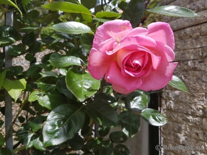 Роза Парфюм Роял 3