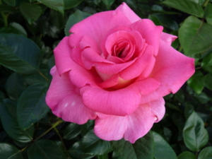 Роза Парфюм Роял