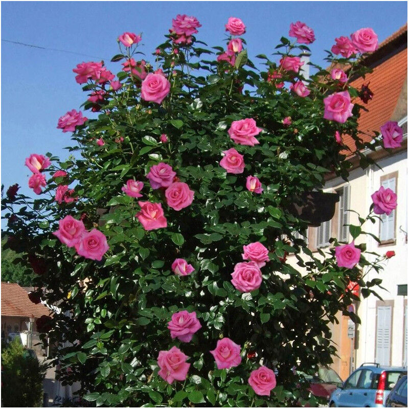 Роза Парфюм Роял 4