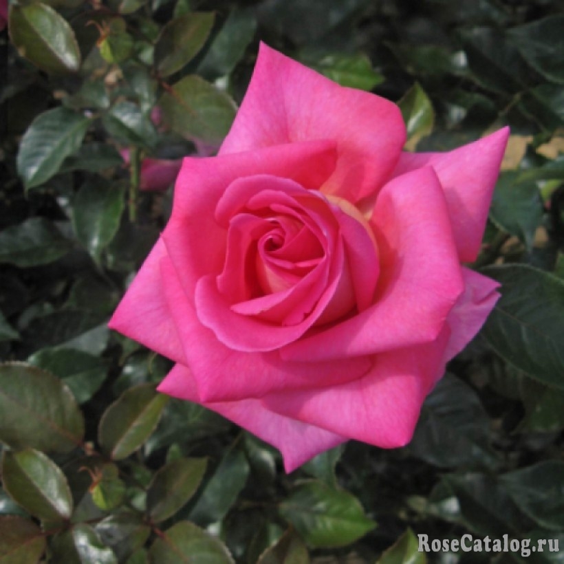 Роза Парфюм Роял 5