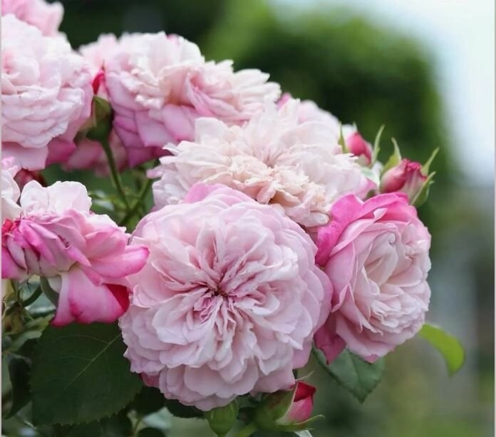 Роза Парис 2