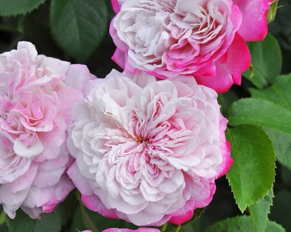 Роза Парис 3